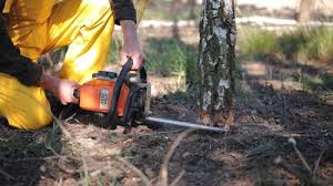 Best Tree and Shrub Care  in South San Francisco, CA