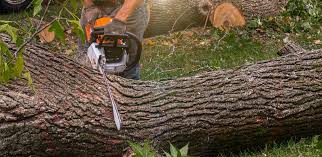 Best Grass Overseeding  in South San Francisco, CA