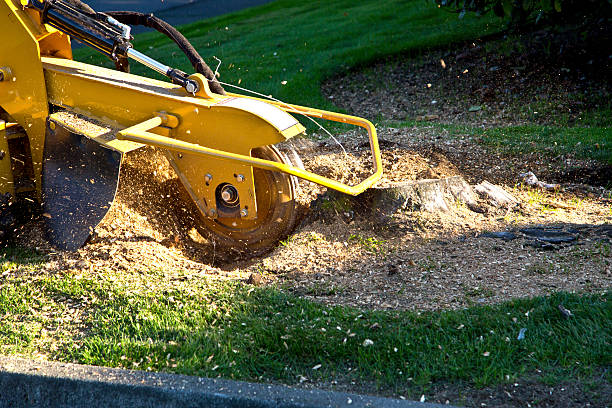 Best Hazardous Tree Removal  in South San Francisco, CA