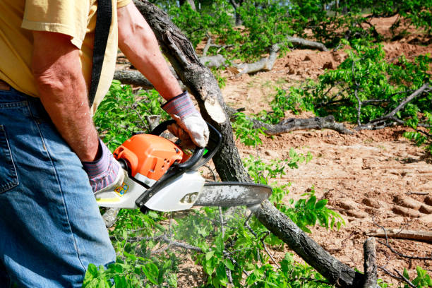 Best Root Management and Removal  in South San Francisco, CA